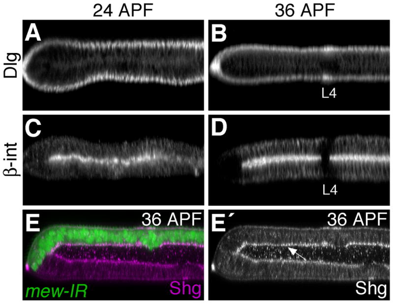 Fig. 4