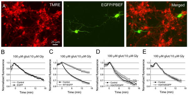 Fig 6