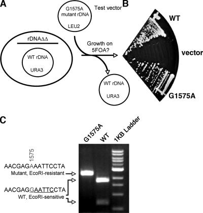 FIG. 9.