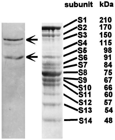 FIG. 6