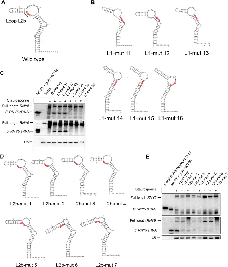 Figure 5.