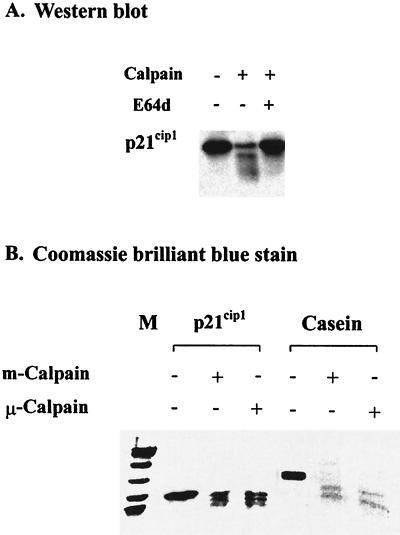 FIG. 8