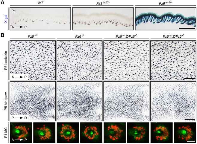 Fig. 2.