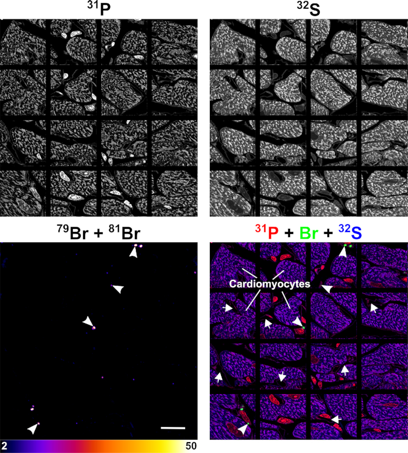 Figure 7.