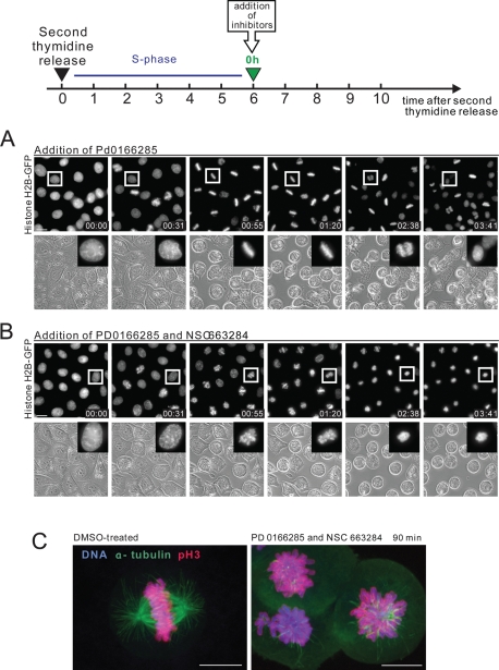 FIGURE 4: