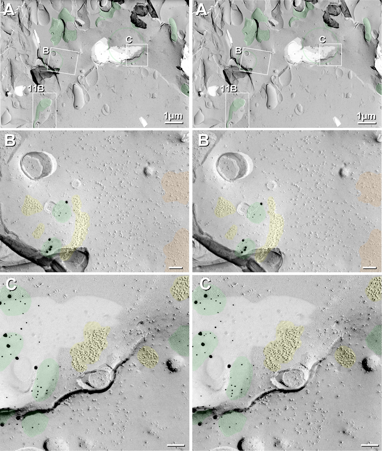 Fig. 10