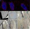 Fig. 8