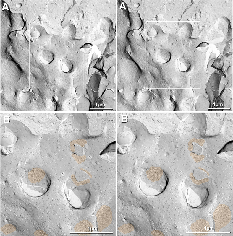 Fig. 12