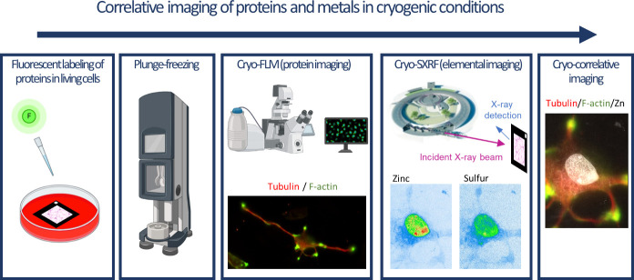Native Cryo-Correlative Light and Synchrotron X-ray Fluorescence ...