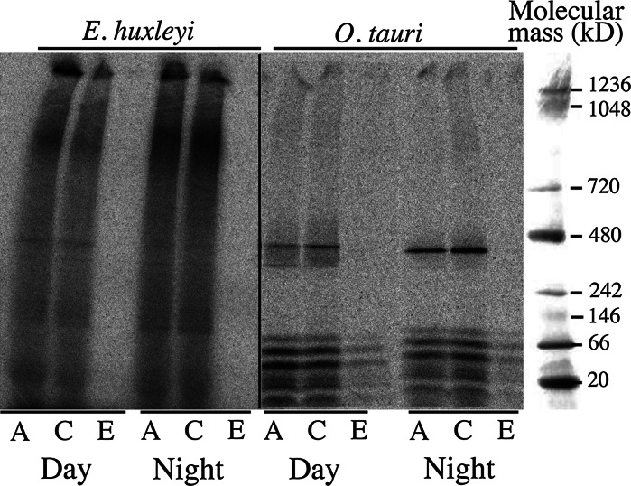 Fig. 6