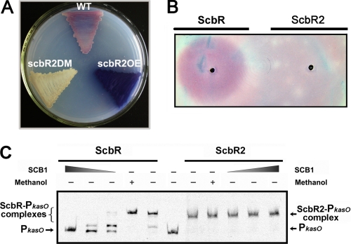 FIGURE 2.