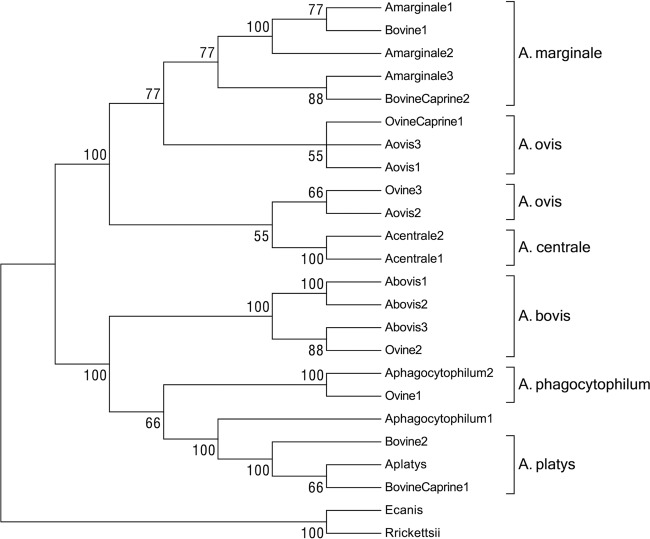 FIG 1