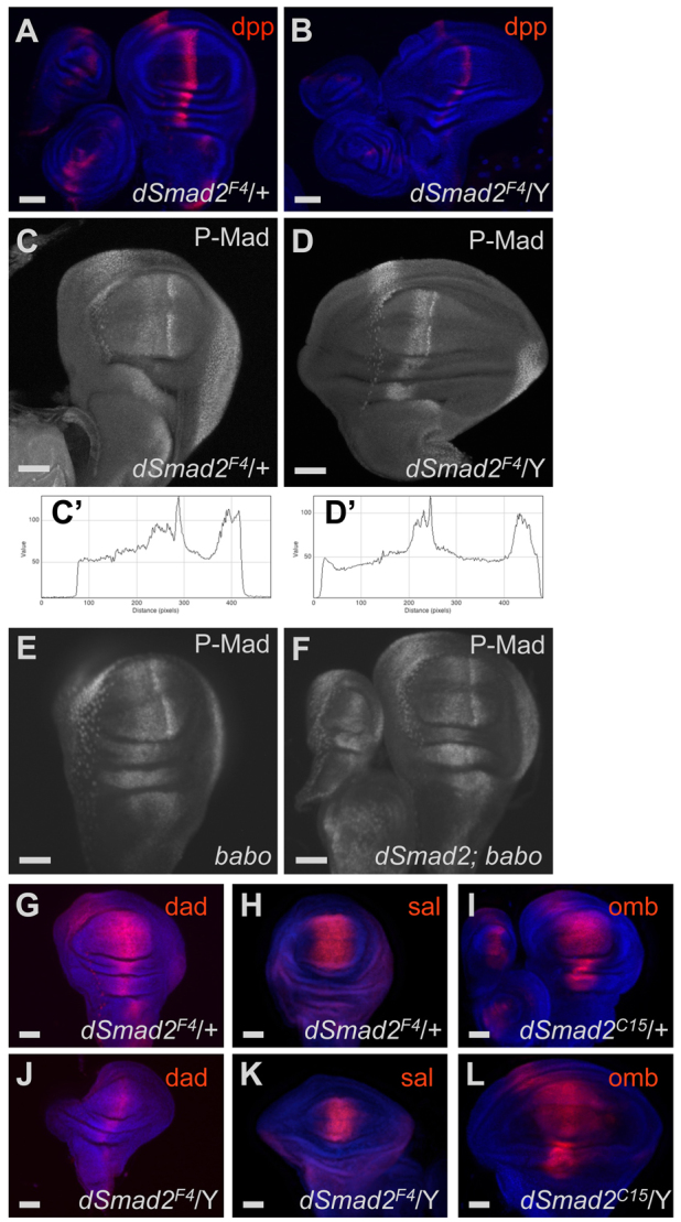 Fig. 5.