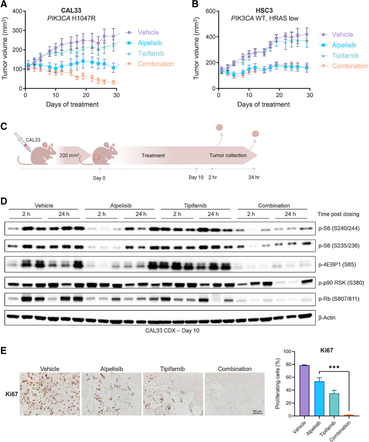 Figure 3. The tipifarnib and alpelisib doublet inhibits mTOR signaling and induces apoptosis and tumor regression in PIK3CA-mutant cell line–derived xenograft tumors. A and B, Growth of CAL33 (A) and HSC3 (B) cell line–derived xenograft tumors treated with vehicle, tipifarnib (60 mg/kg twice a day), alpelisib (40 mg/kg every day), or the combination. Data represent means ± SEM; n = 10 mice per group. C, Overview of in vivo pharmacodynamic study. CAL33 cells were implanted in the flanks of athymic mice and allowed to reach 200 mm3, at which time, treatment with vehicle, tipifarnib (60 mg/kg twice a day), alpelisib (40 mg/kg every day), or the combination was initiated and continued for 10 days. On day 10, tumors were collected 2 hours and 24 hours after alpelisib dosing for analysis by IHC and immunoblot. D, Immunoblots of indicated signaling proteins in CAL33 tumors treated with tipifarnib, alpelisib, or the combination for 10 days and collected at 2 and 24 hours post-alpelisib dosing. Tumors from three animals per treatment group/collection time point are shown. E, Representative IHC analysis (left) and quantification (right) of Ki67 in CAL33 tumors from C collected after 10 days of treatment, 24 hours after final alpelisib dose. Data are means ± SEM; n = 3 fields per condition. ***, P < 0.01 by two-tailed Student t test.