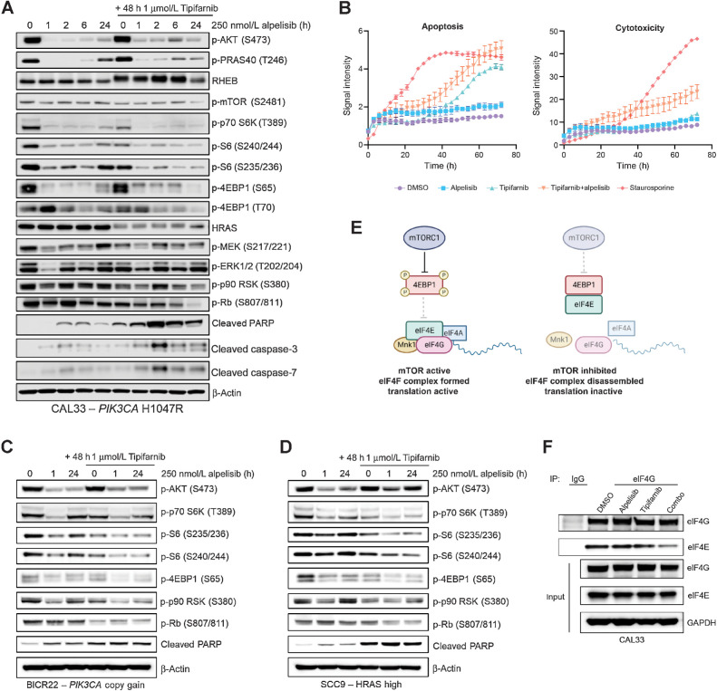 Figure 2. Tipifarnib blunts mTOR and RSK reactivation following alpelisib treatment and induces cell-cycle arrest and apoptosis in PIK3CA-mutant, PIK3CA-amplified, and HRAS-high cell lines. A, Immunoblot of the indicated signaling proteins in PIK3CA-mutant CAL33 cells treated with 250 nmol/L alpelisib for 0, 1, 2, 6, or 24 hours in the presence or absence of 1 μmol/L tipifarnib. Cells were treated with tipifarnib for 48 hours. Images are representative of three biological replicates. B, Apoptosis (Annexin V) and cytotoxicity (loss of membrane integrity, nuclei exposure) over time in CAL33 cells treated with DMSO, 250 nmol/L alpelisib, 1 μmol/L tipifarnib, or the combination for 72 hours measured via Incucyte live cell imaging. Staurosporine (100 nmol/L) was used as a positive control. Data are means ± SD of three biological replicates. C and D, Immunoblots of indicated proteins in PIK3CA copy gain BICR22 cells (C) or HRAS-high SCC9 cells (D) treated with 250 nmol/L alpelisib for 0, 1, or 24 hours in the presence of absence of 1 μmol/L tipifarnib (48-hour treatment). E, Graphical overview of role of mTORC1 in regulating assembly of the eIF4F translation initiation complex. mTORC1 phosphorylates 4EBP1, impeding its binding to eIF4E, allowing for complex assembly. F, eIF4G (or IgG control) was immunoprecipitated from CAL33 cells treated with DMSO, 250 nmol/L alpelisib (24 hours), 1 μmol/L tipifarnib (48 hours), or the combination. Immunoblots indicate the levels of eIF4G and eIF4E coimmunoprecipitated and in the input cell lysate. Images are representative of two biological replicates.