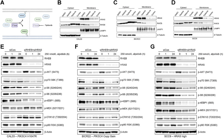 Figure 4. Depletion of the FTase targets RHEB and HRAS phenocopies tipifarnib treatment in PIK3CA/HRAS–dysregulated HNSCC cell lines. A, Graphical overview of the effect of tipifarnib on the membrane localization of HRAS and RHEB. Inhibition of FTase activity leads to defarnesylation of HRAS and RHEB and loss of membrane localization and activity. B–D, Immunoblots of HRAS, RHEB, LAMP1, and β-tubulin in the cytosol and membrane fractions of CAL33 (B), BICR22 (C), and SCC9 (D) cells treated with DMSO, 250 nmol/L alpelisib (24 hours), 1 μmol/L tipifarnib (48 hours), or the combination. E–G, Immunoblots of indicated signaling proteins in CAL33 (E), BICR22 (F), and SCC9 (G) cells treated with siRNAs to knock down RHEB and HRAS expression (vs. control nontargeting pool) for 48 hours prior to addition of 250 nmol/L alpelisib. Cells were collected and lysed after 0, 1, or 24 hours alpelisib treatment and immunoblot analysis performed.