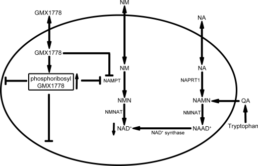 FIG. 11.