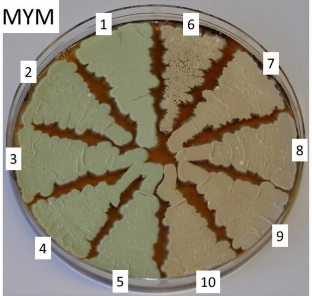 Fig. 2