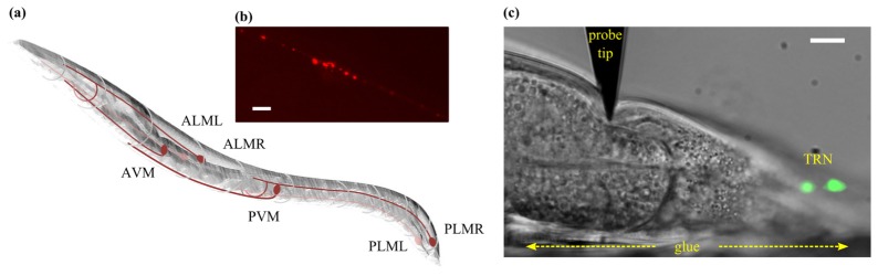 Fig. 4