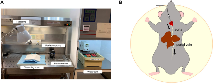 Figure 1