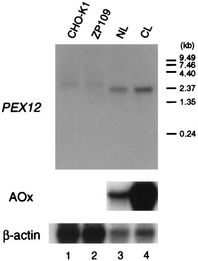 FIG. 5