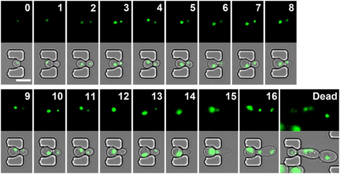 Fig. 6.