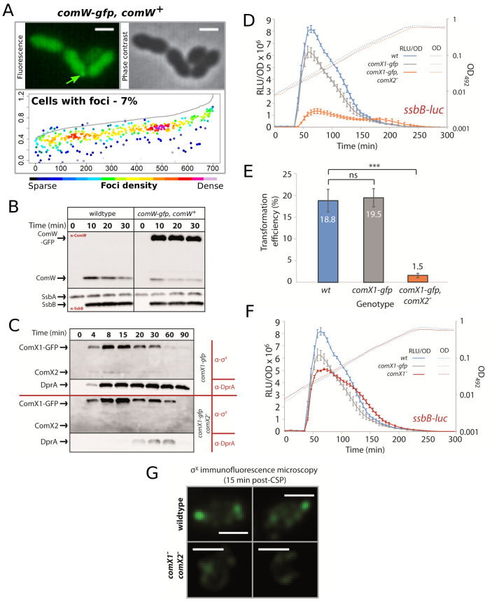 Figure 5—figure supplement 2.