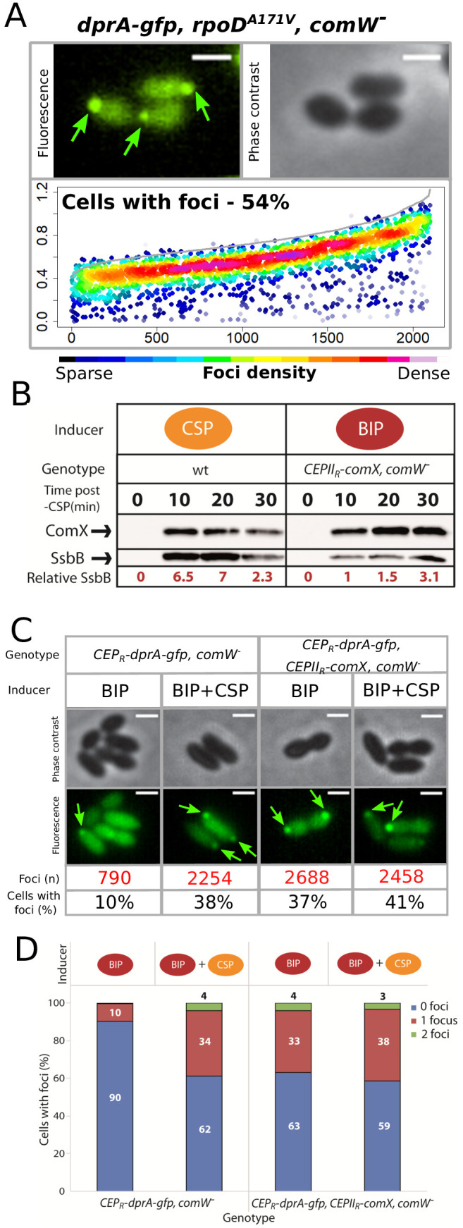 Figure 5—figure supplement 1.