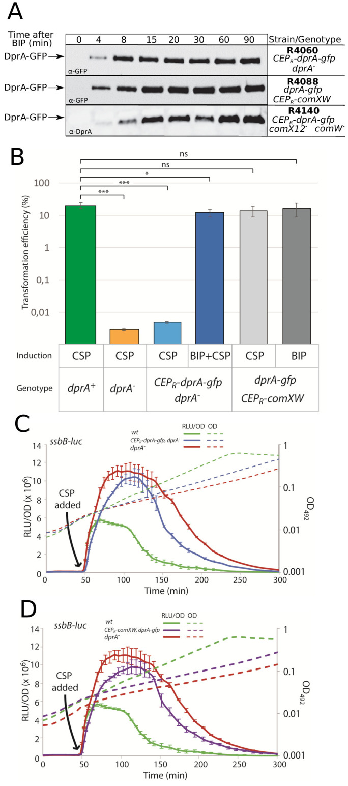 Figure 4—figure supplement 1.