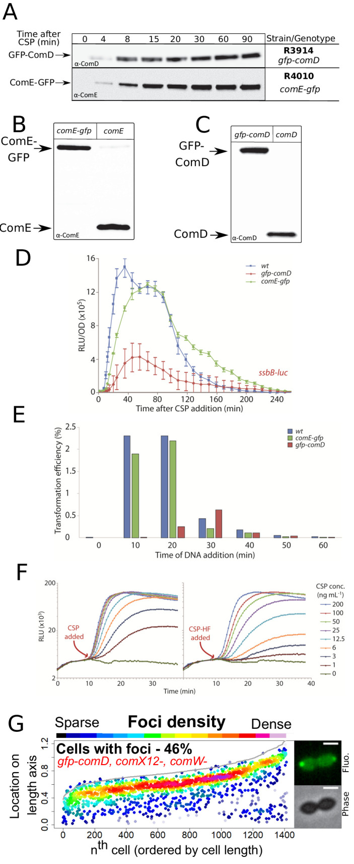 Figure 6—figure supplement 1.