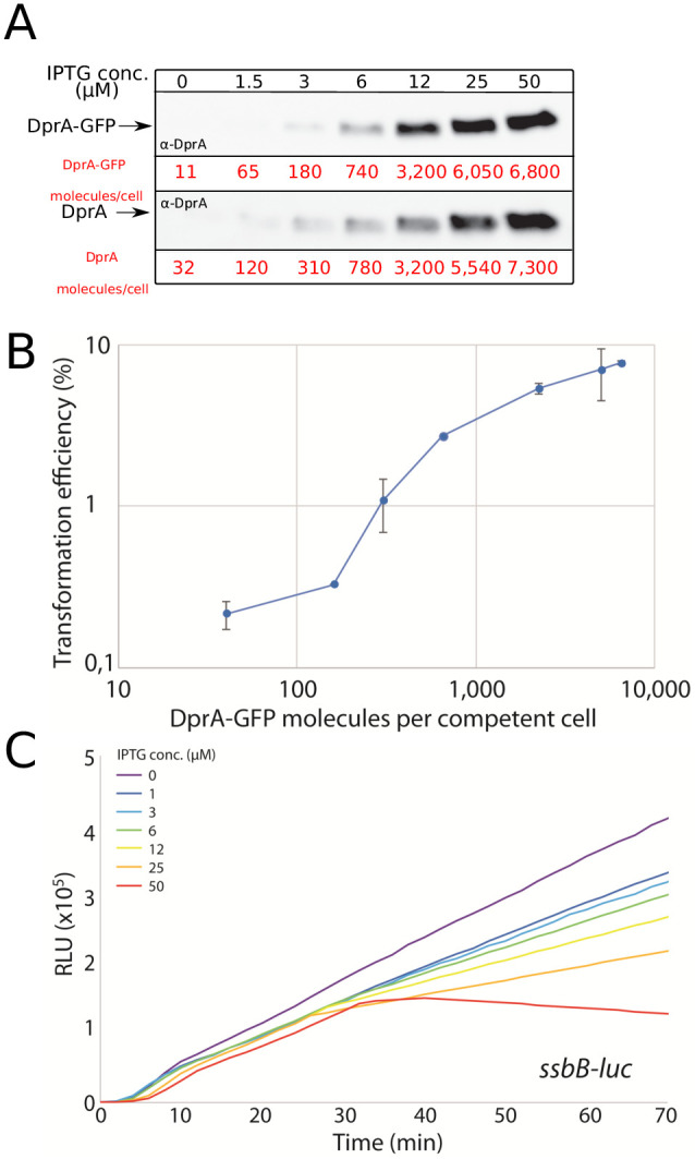 Figure 2—figure supplement 1.