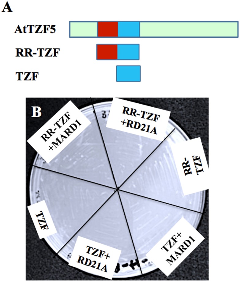 Fig 5