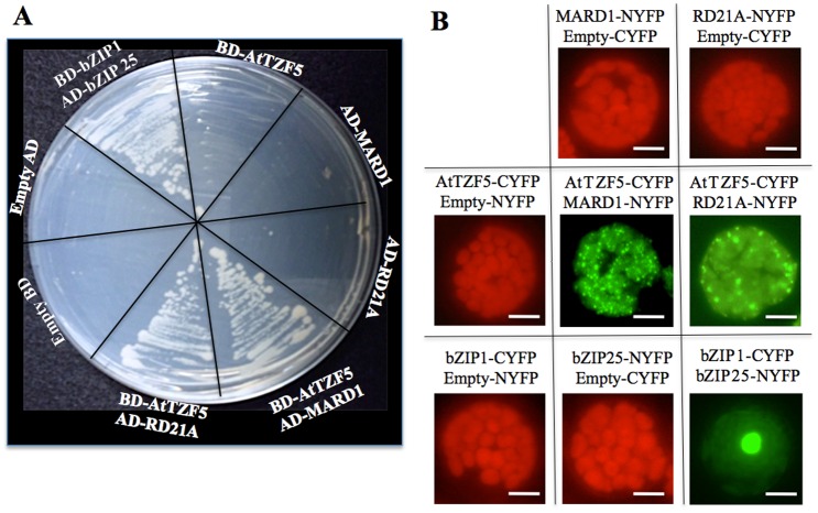 Fig 2