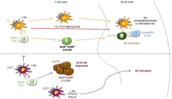 Graphical Abstract