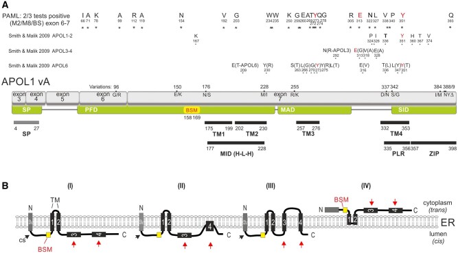 Fig. 7.