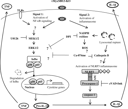 Fig. 8.