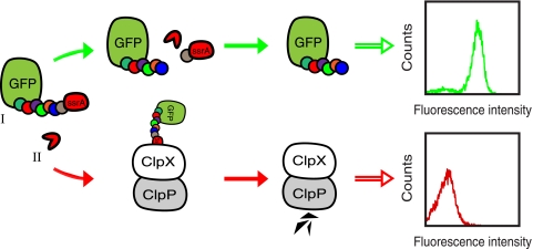 FIG. 1.