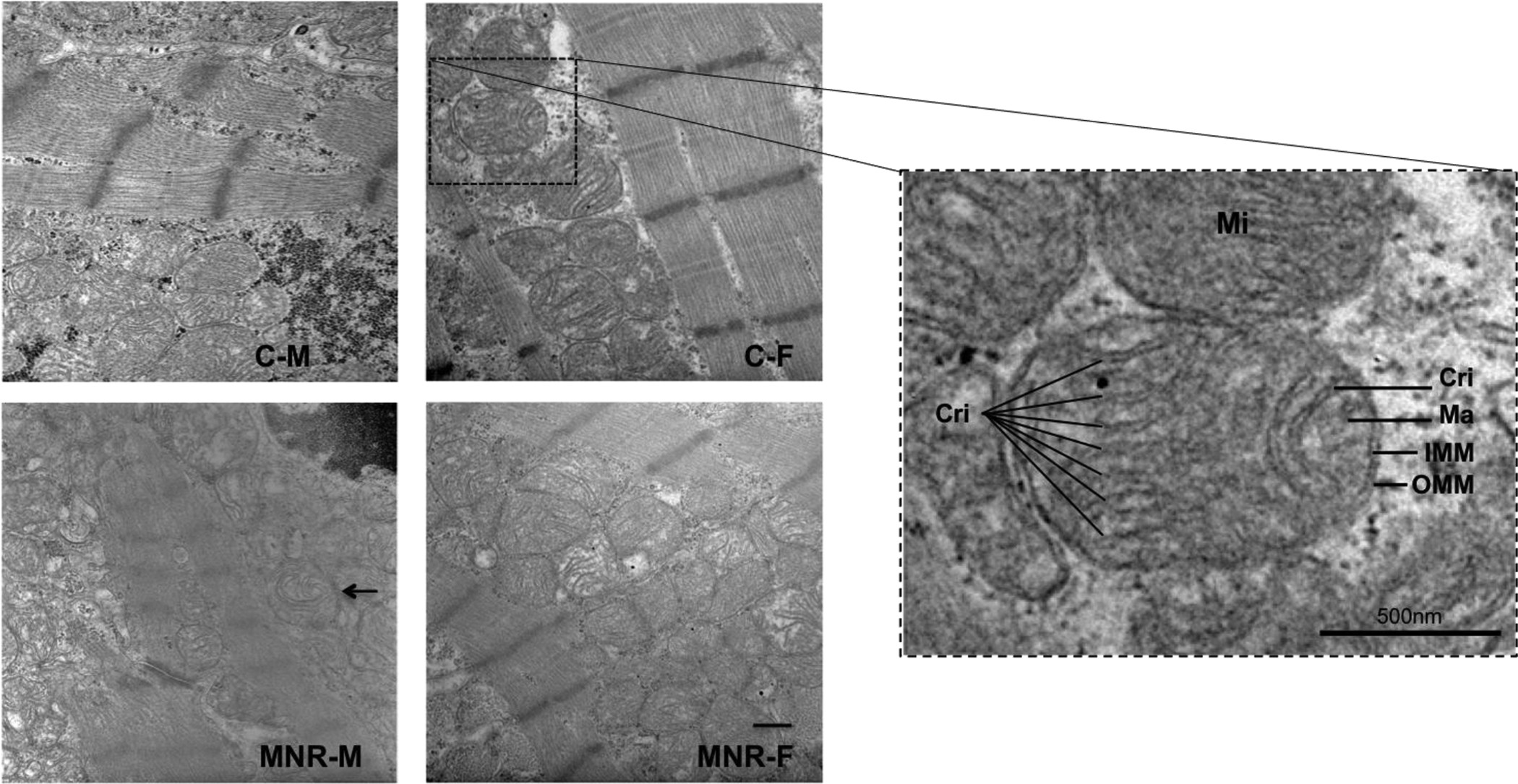 Fig.5