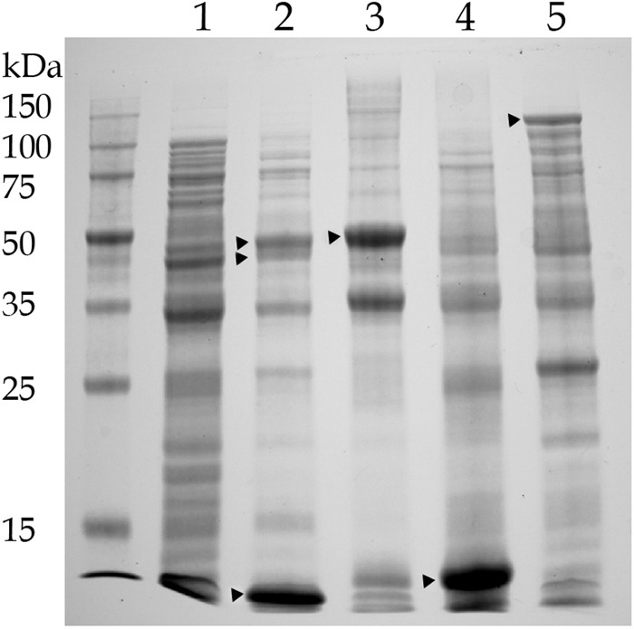 Fig 5