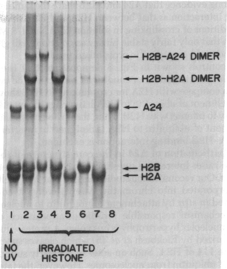 graphic file with name pnas00003-0031-a.jpg