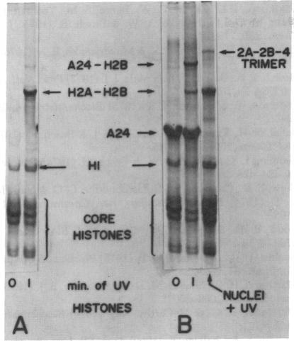 graphic file with name pnas00003-0031-b.jpg