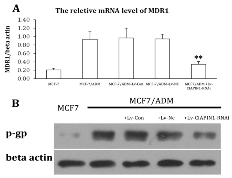 Figure 6