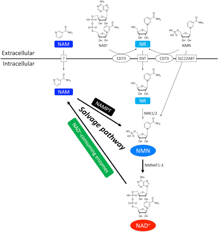 FIGURE 2