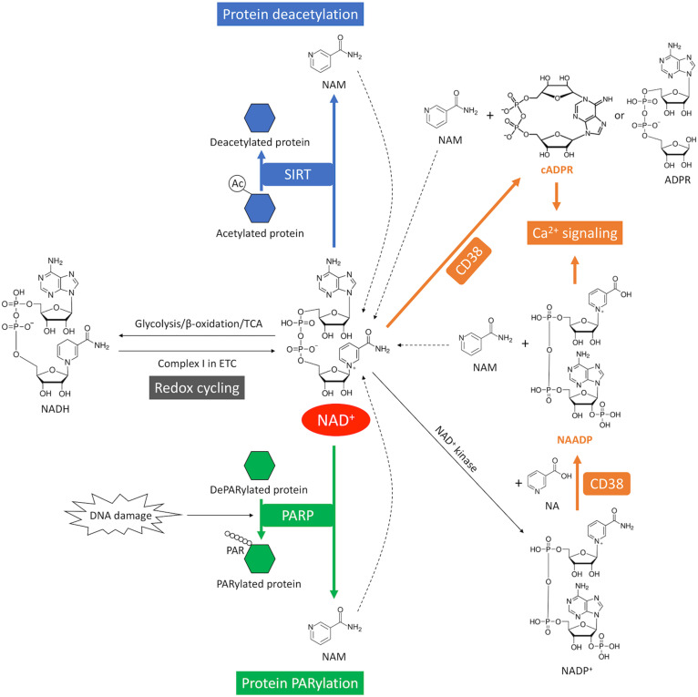 FIGURE 4