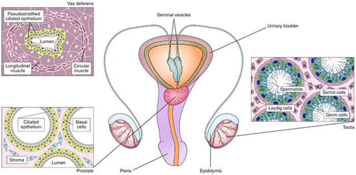 Fig. 3: