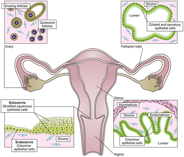 Fig. 1: