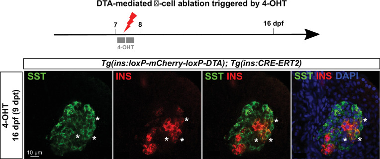 Figure 2—figure supplement 1.