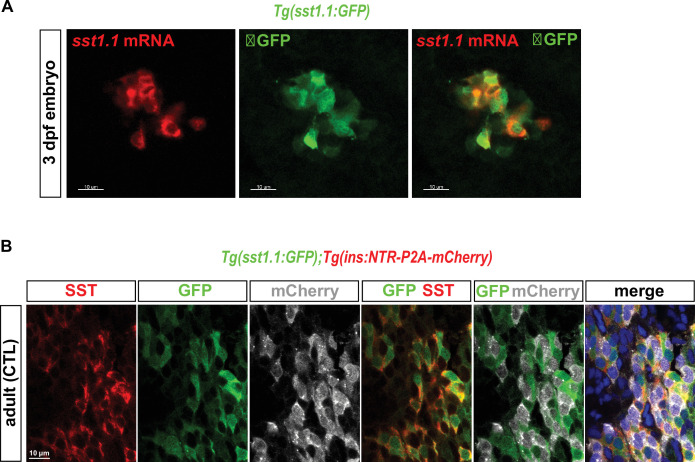 Figure 1—figure supplement 1.