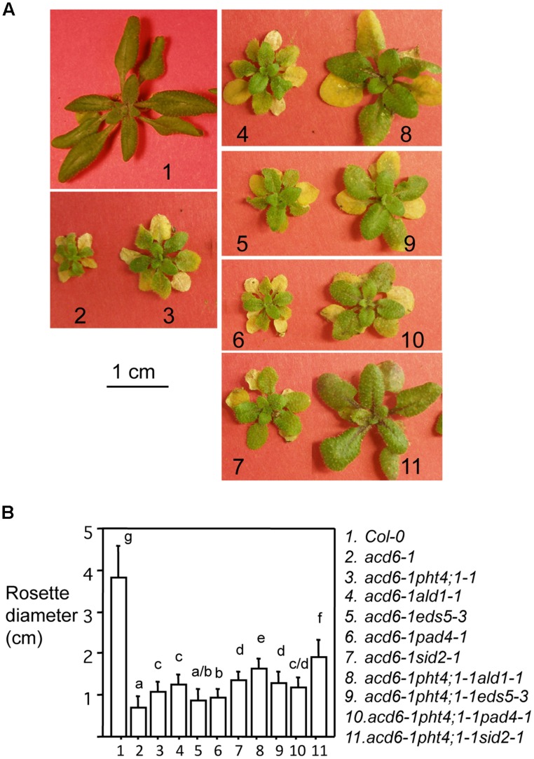 FIGURE 1