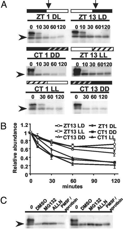 Fig 6.